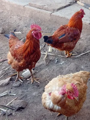 Improved Kienyeji Chicken 