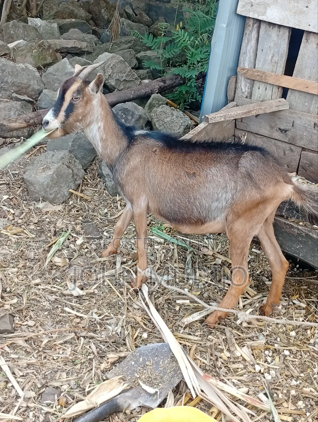Dairy Goat