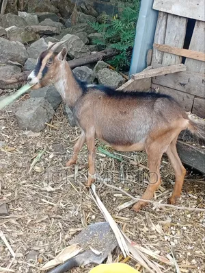 Dairy Goat
