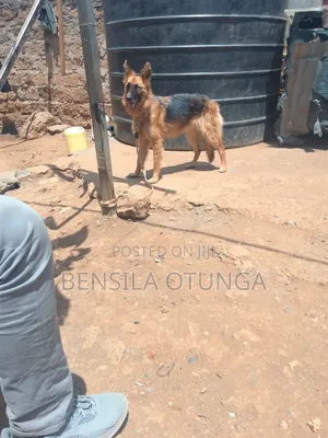 6-12 months Female Purebred German Shepherd