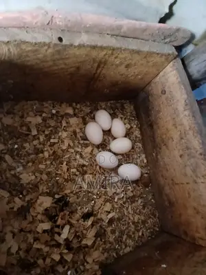 Improved Kienyeji Eggs Hatched at Home Ready for Sale Upon Request