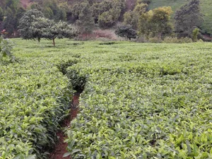 Tea Leaves for Sale