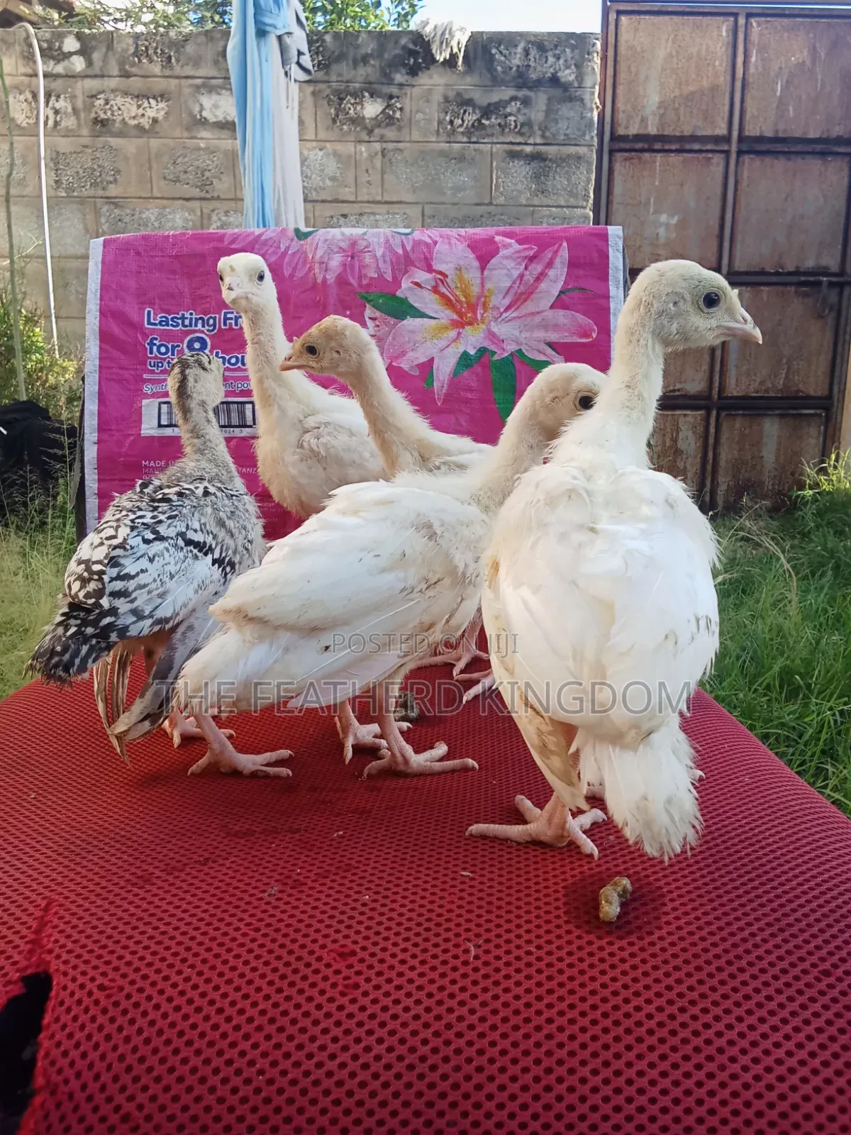 Turkey Poults