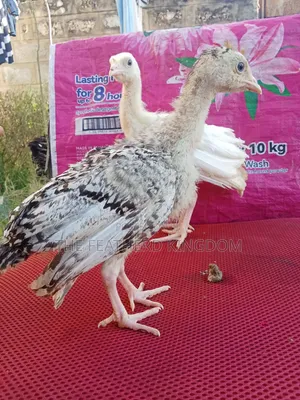 Turkey Poults