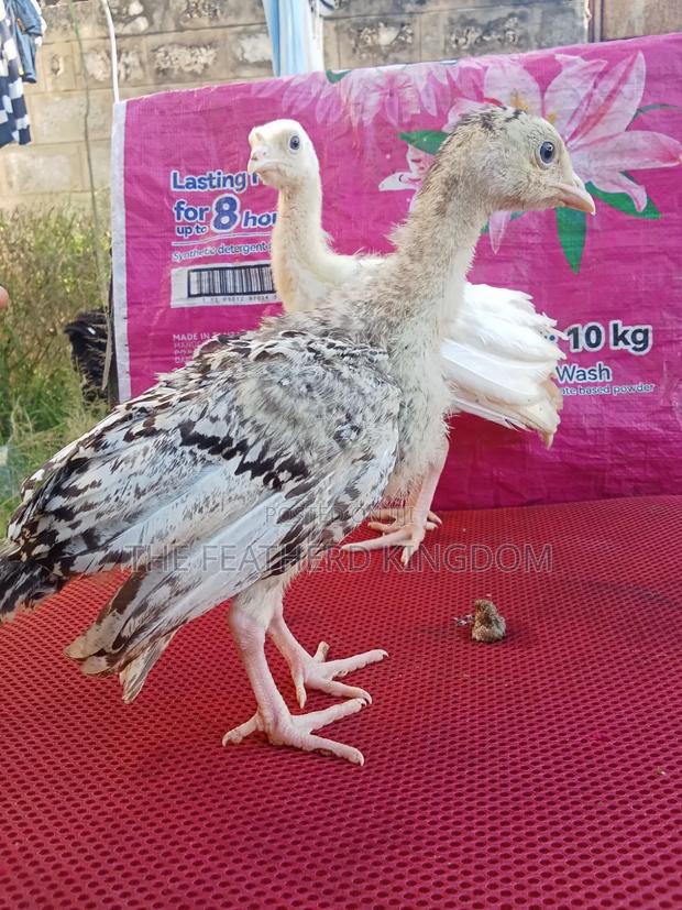 Turkey Poults - thumbnail 4