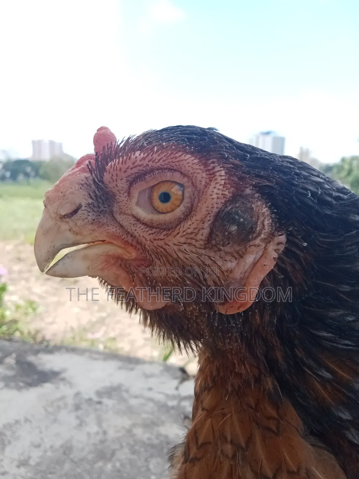 Matured Kuchi Hens