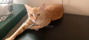 1+ year Female Mixed Breed American Shorthair