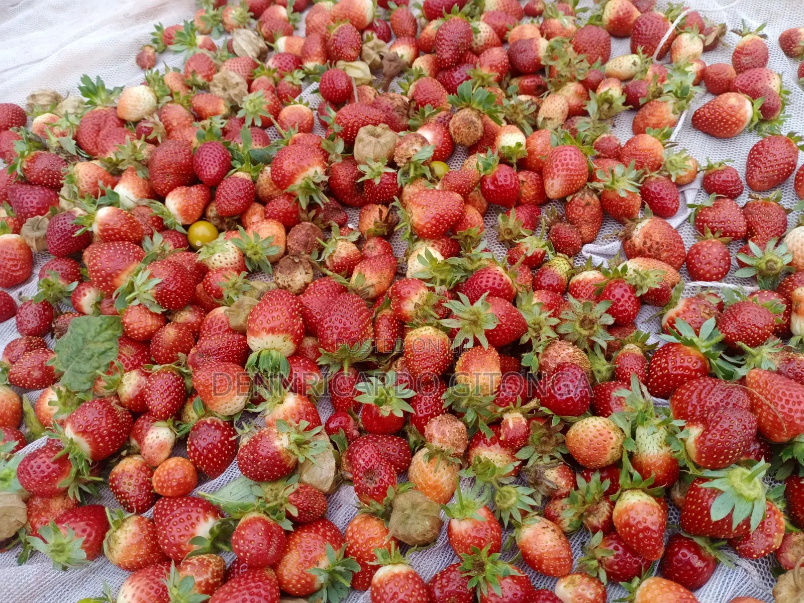 Organic Strawberry Fruits