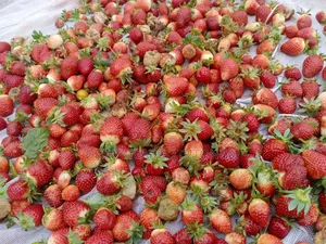 Organic Strawberry Fruits