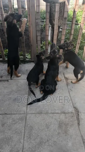 1-3 months Male Purebred German Shepherd