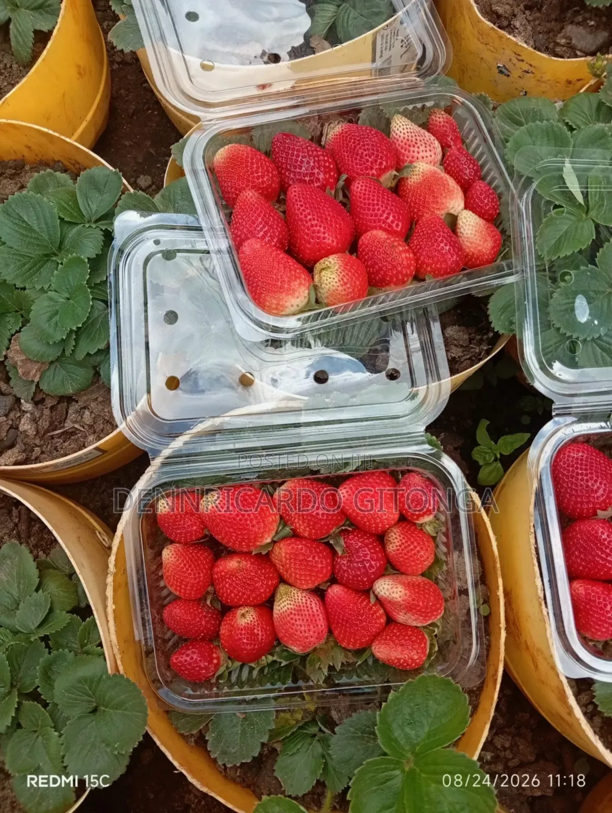 Organic Strawberry Fruits