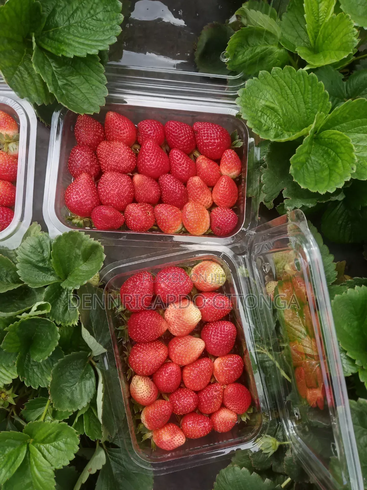 Organic Strawberry Fruits