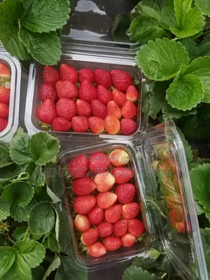 Organic Strawberry Fruits