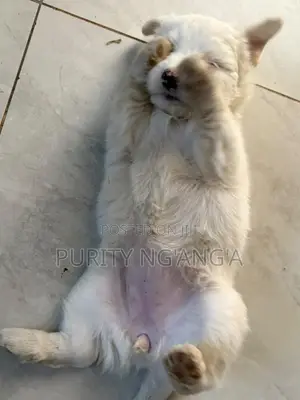 1-3 months Female Mixed Breed Maltese