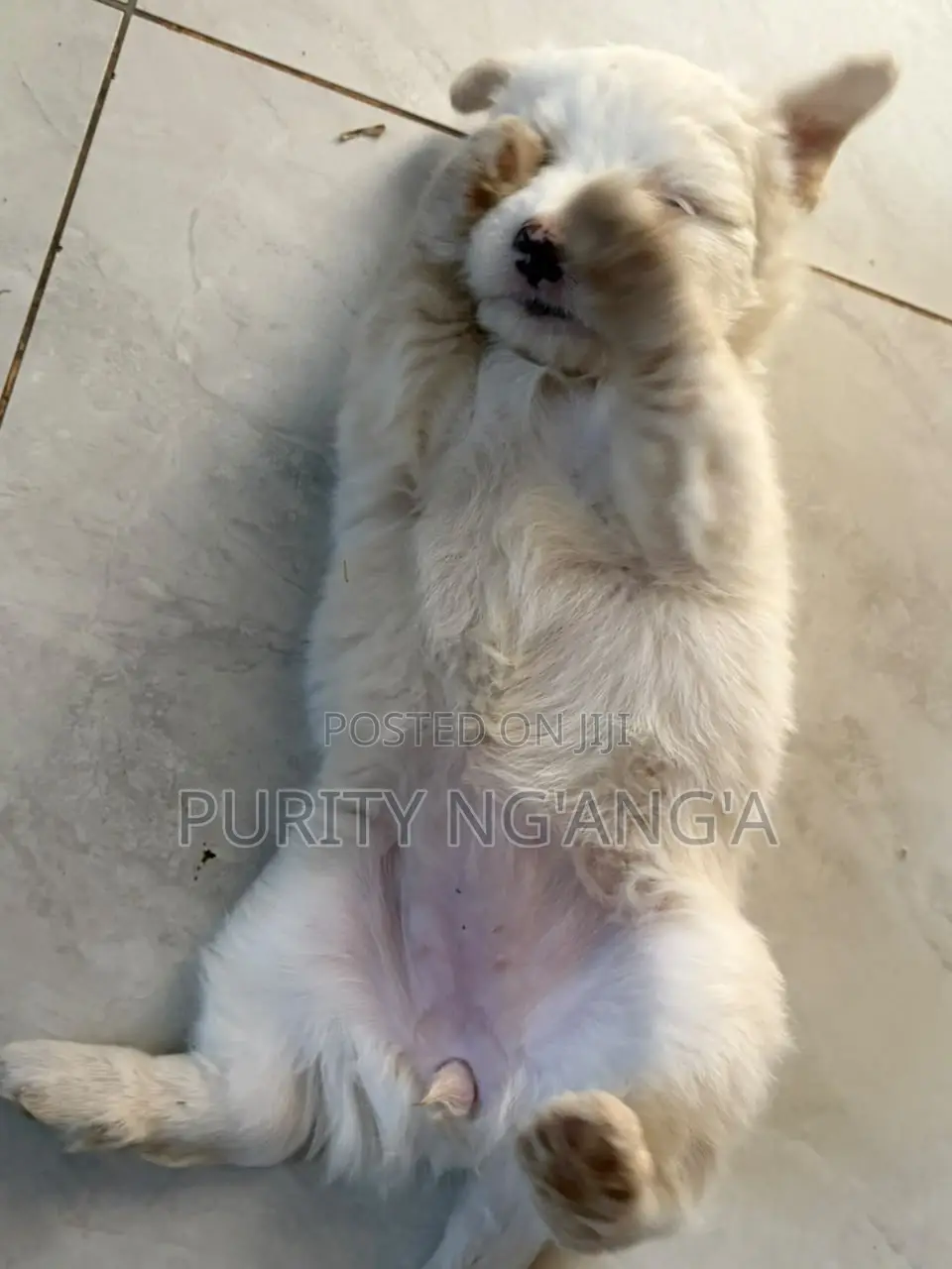 1-3 months Female Mixed Breed Maltese