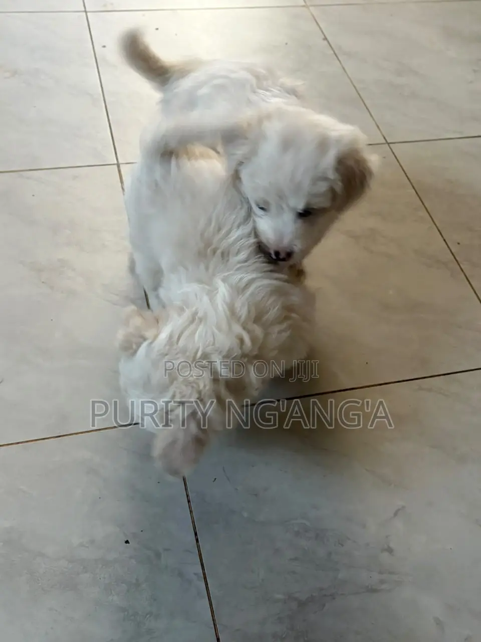 1-3 months Female Mixed Breed Maltese