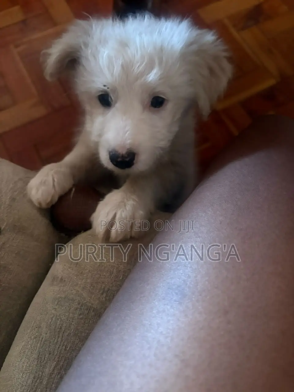 1-3 months Female Mixed Breed Maltese