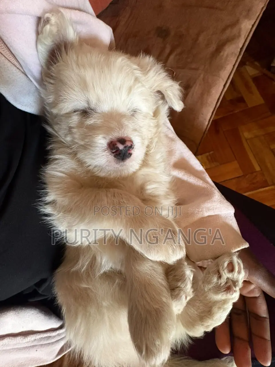 1-3 months Female Mixed Breed Maltese