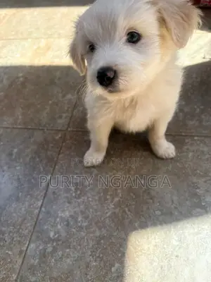 1-3 months Female Mixed Breed Maltese