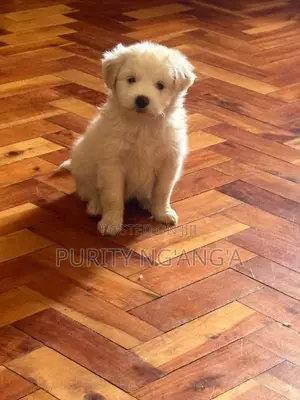 1-3 months Female Mixed Breed Maltese