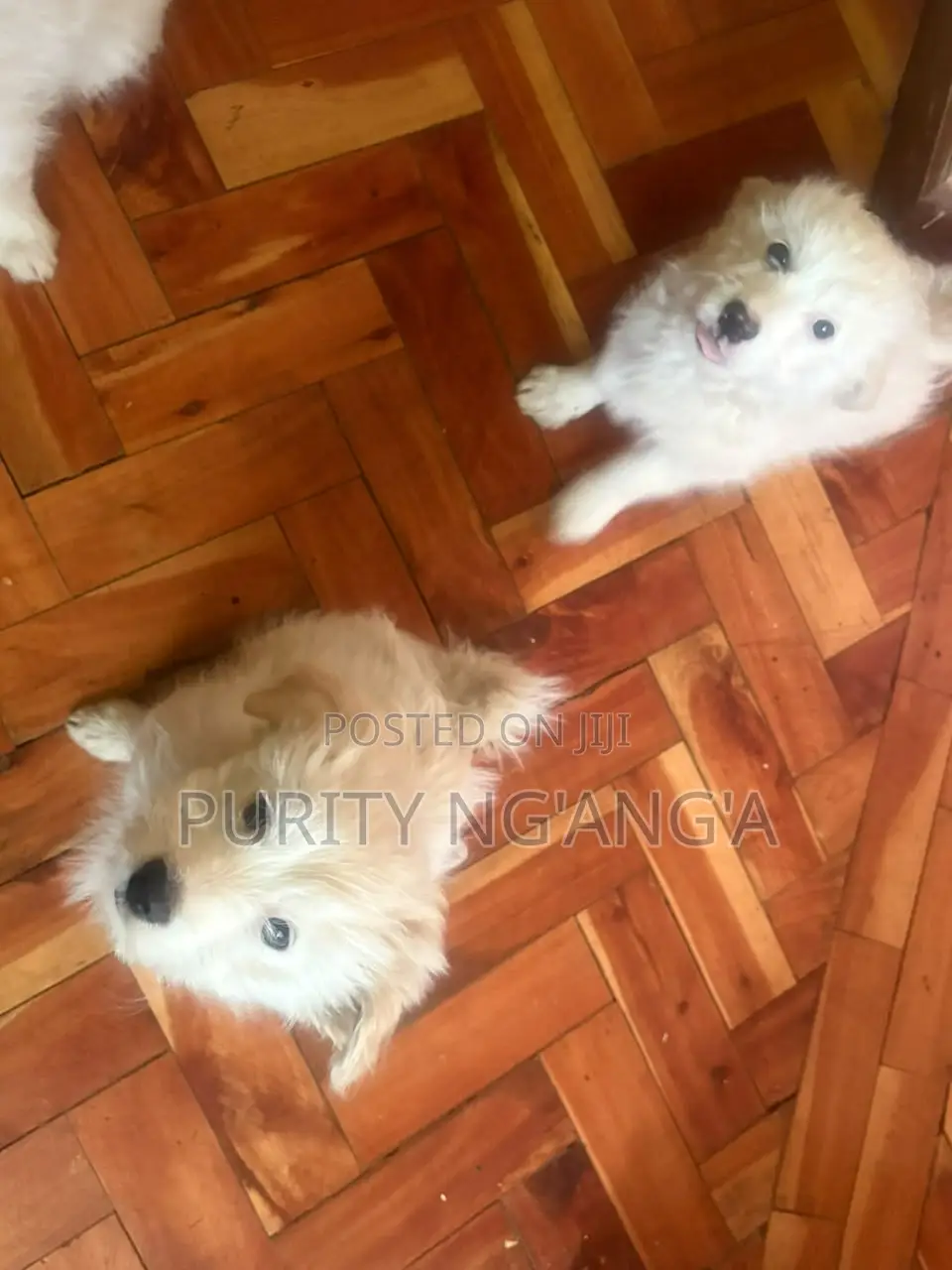 1-3 months Male Mixed Breed Maltese