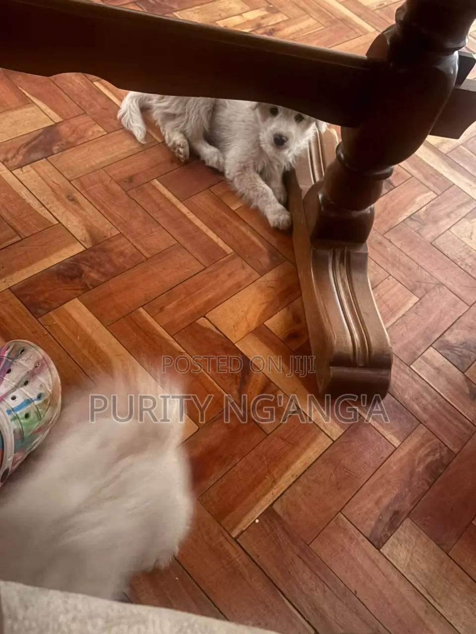 1-3 months Male Mixed Breed Maltese