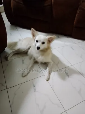 6-12 months Female Purebred Chihuahua