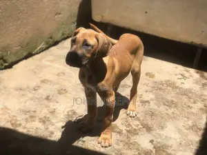 3-6 months Female Purebred Great Dane