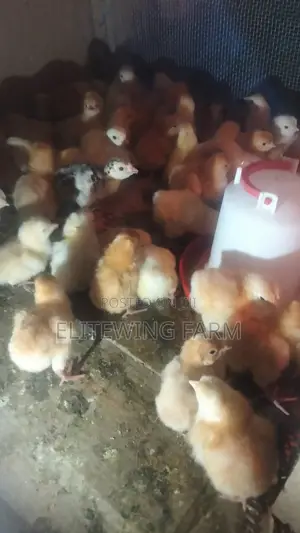 1 Day to 1 Month Old Chicks for Sale