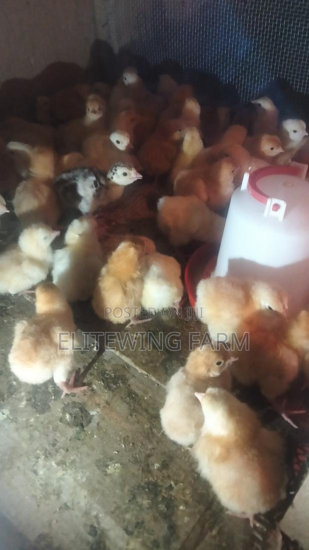 1 Day to 1 Month Old Chicks for Sale