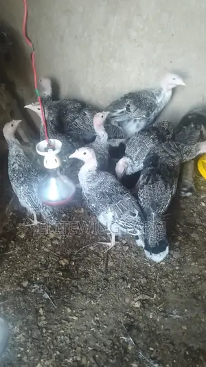 3-4 Months Old Turkeys Available for Sale- KSH 2000 Each