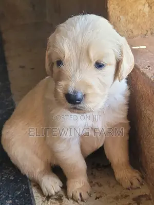 1-3 months Male Purebred Golden Retriever