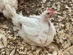 Kenge Farm