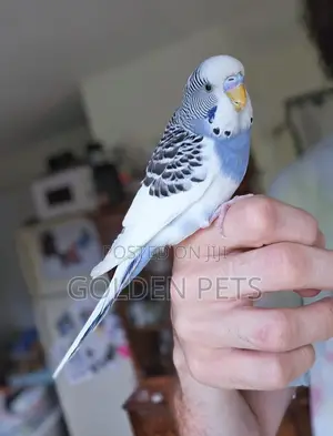 Budgies At