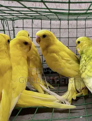 Colorful Budgies