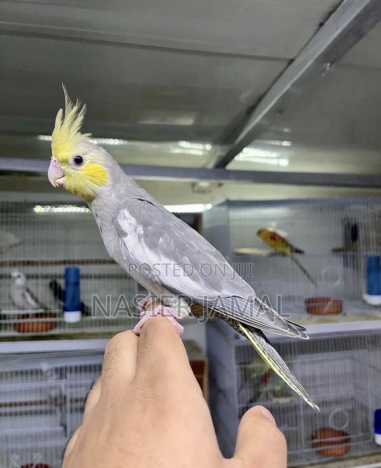 Cockatiels