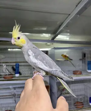 Cockatiels