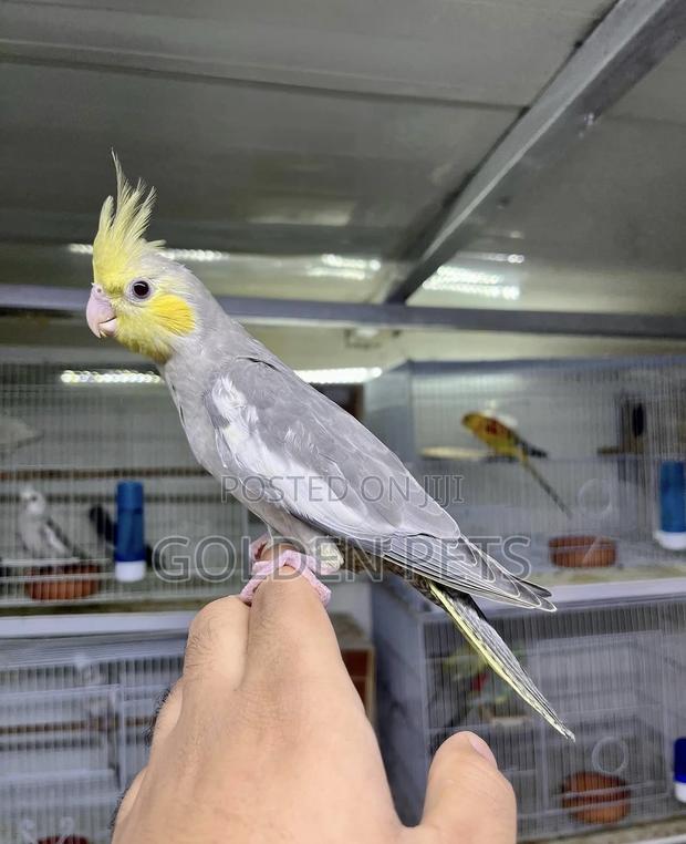 Cockatiels