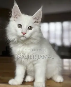 1-3 months Male Purebred Maine Coon