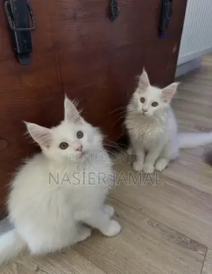 1-3 months Female Purebred Maine Coon
