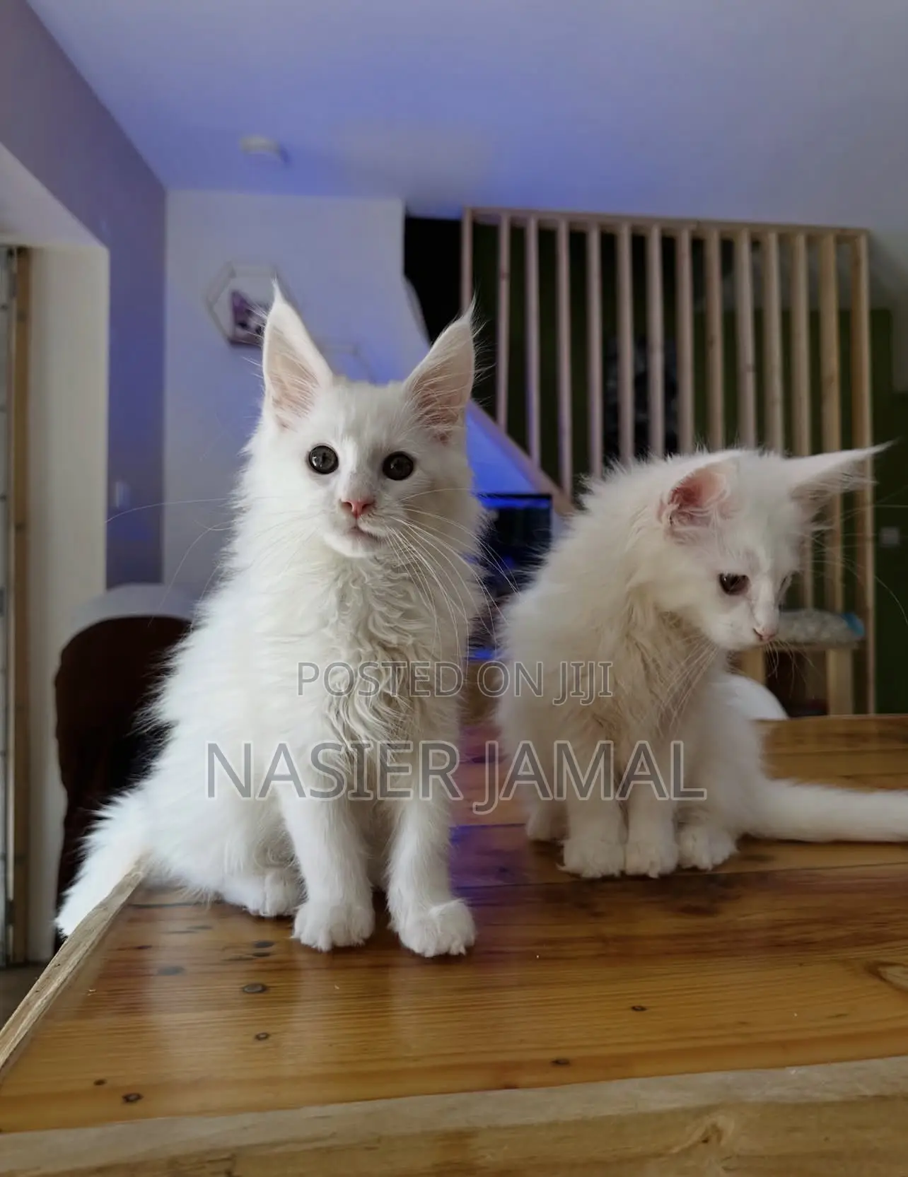 1-3 months Male Purebred Maine Coon