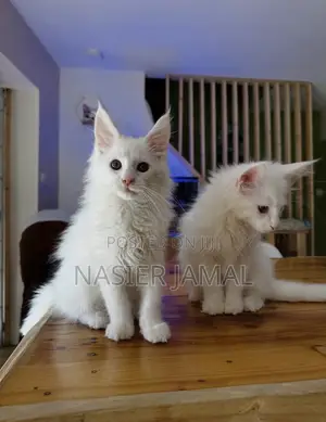 1-3 months Male Purebred Maine Coon