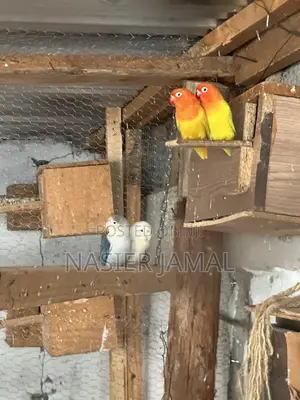 Yellow Lovebirds