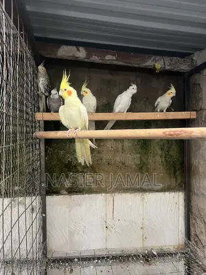 Cockatiels