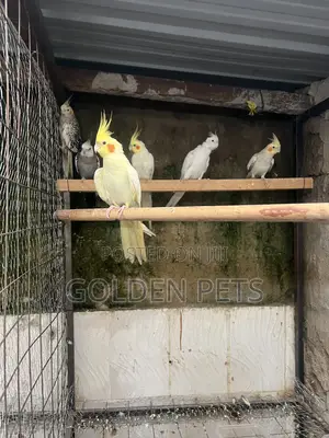 Cockatiels