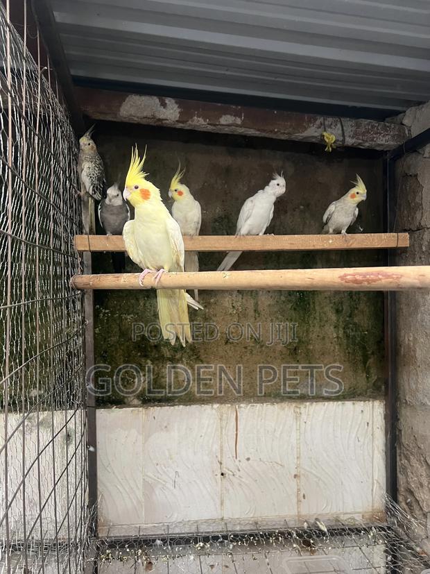 Cockatiels - main view
