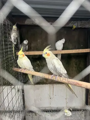 Cocktiels Available