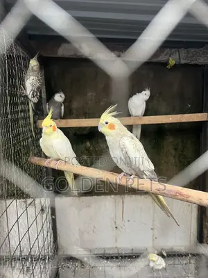 Cocktiels Available