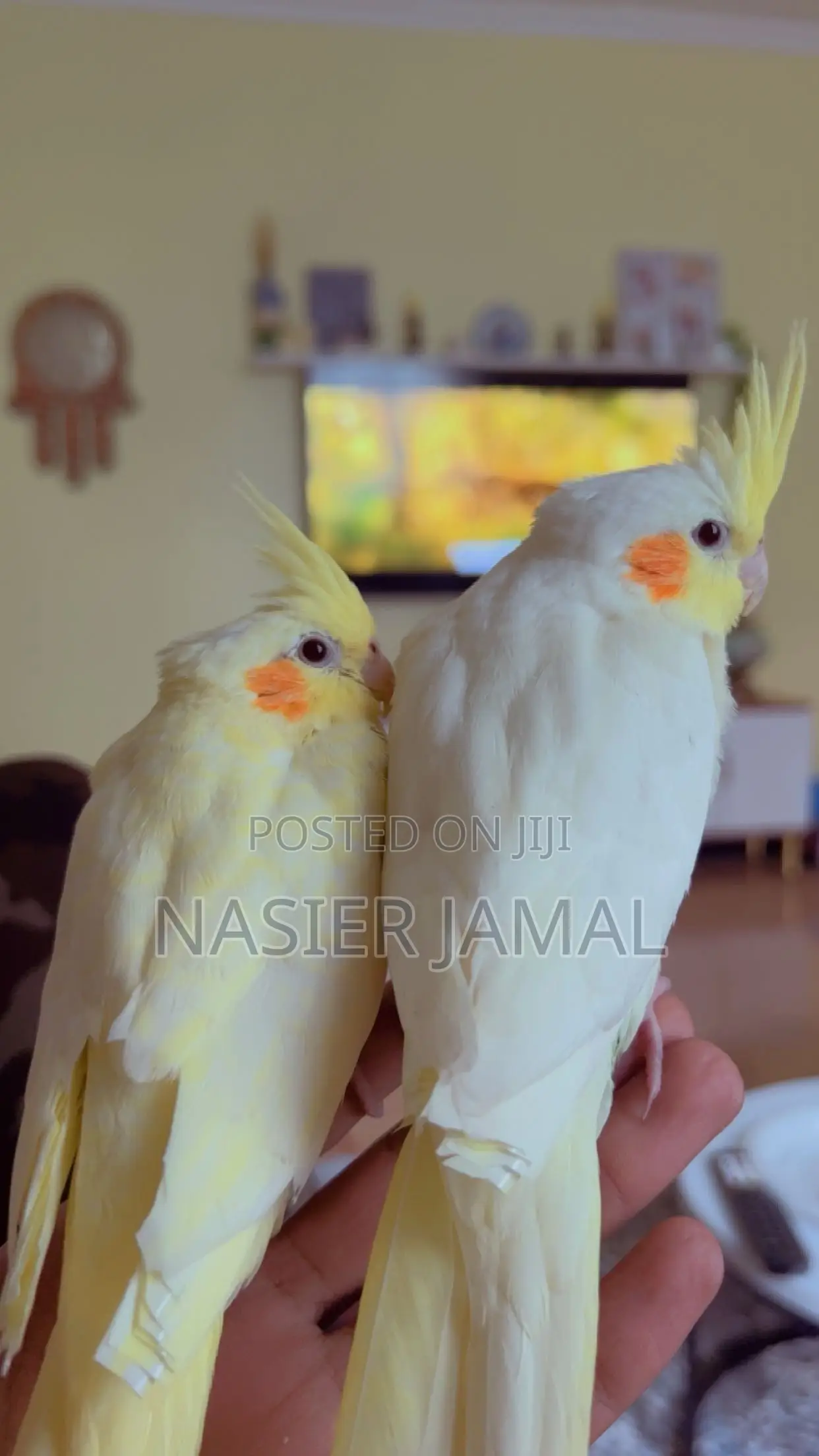 Cockatiels Tamed