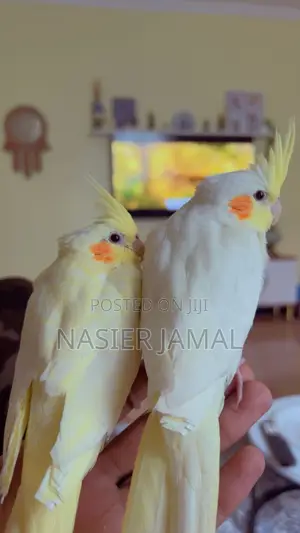 Cockatiels Tamed